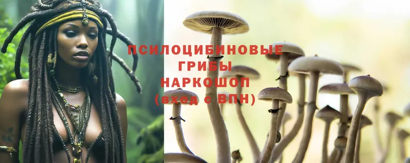 Псилоцибиновые грибы Psilocybine cubensis  Буинск 